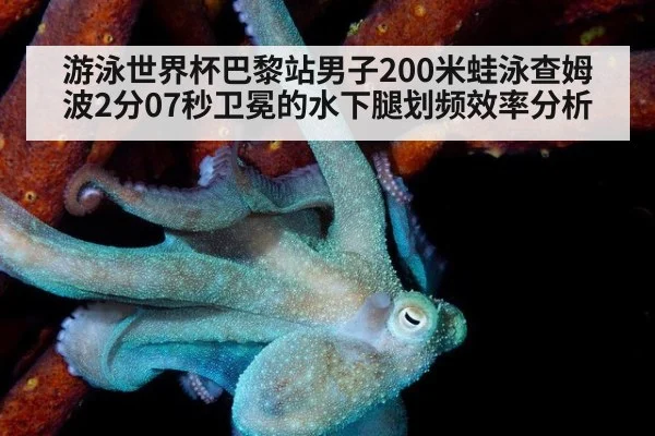 游泳世界杯巴黎站男子200米蛙泳查姆波2分07秒卫冕的水下腿划频效率分析